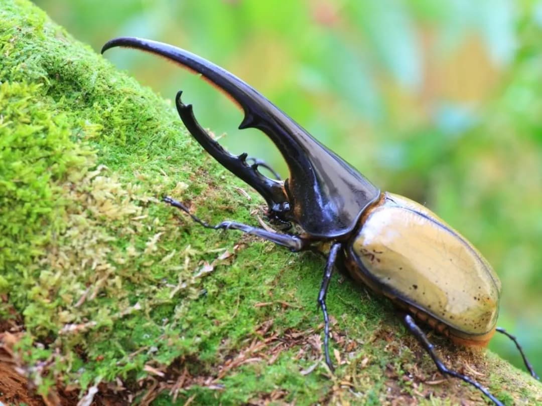 Największy żuk na świecie: Fascynujące fakty o rohatyńcu herkulesie