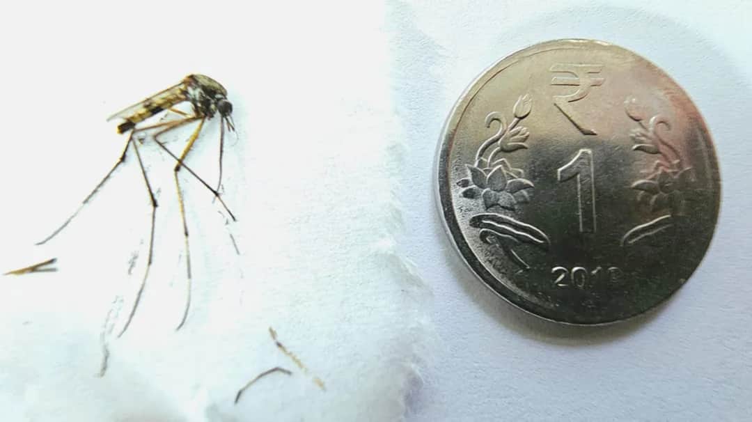 Największy komar na świecie: Fascynujące fakty o Holorusia mikado