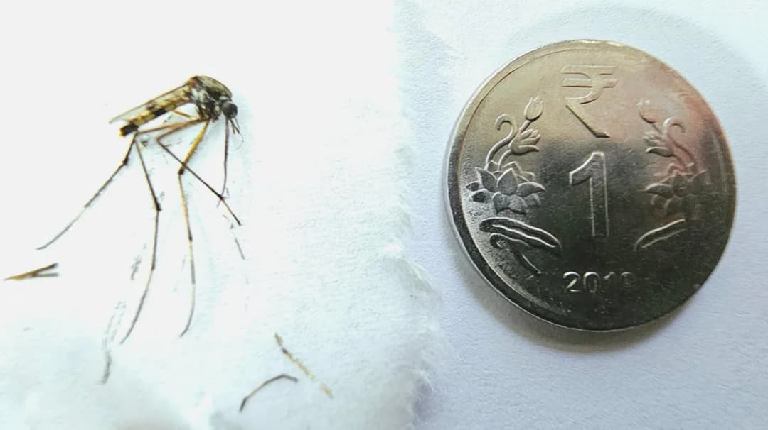 Największy komar na świecie: Fascynujące fakty o Holorusia mikado